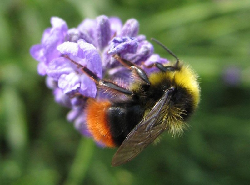 Bombus pratorum