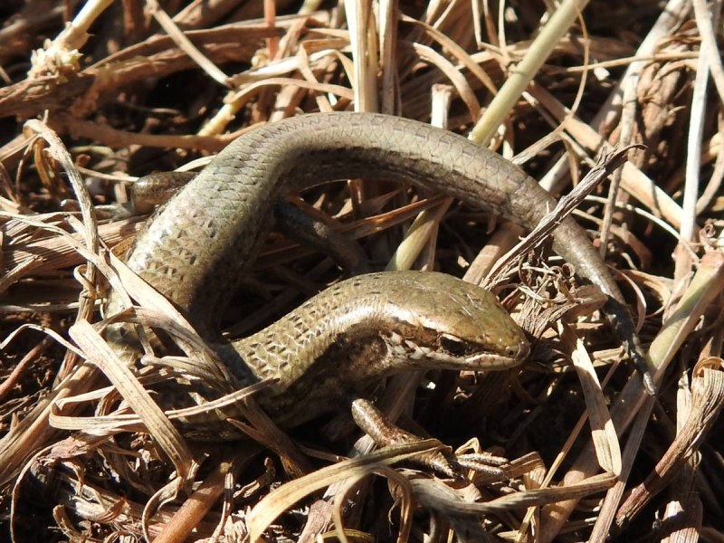 Asymblepharus alaicus