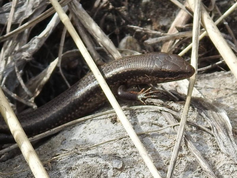 Asymblepharus alaicus