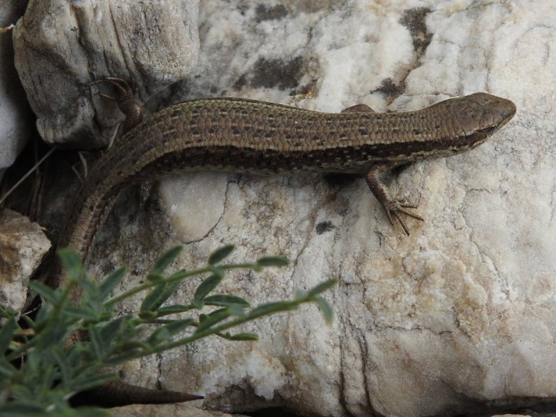 Asymblepharus alaicus