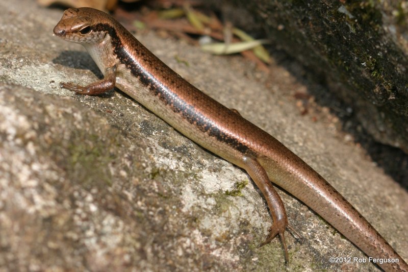 Trachylepis vittata