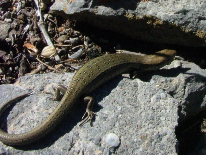 Asymblepharus alaicus