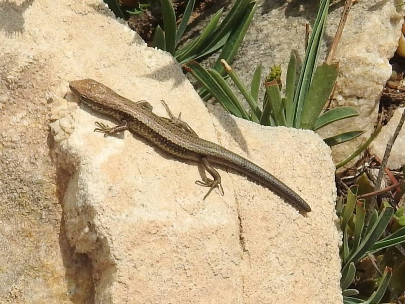 Asymblepharus alaicus