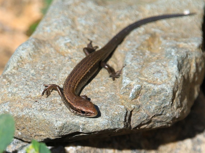 Asymblepharus alaicus