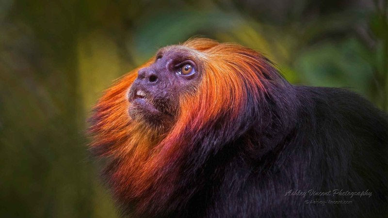 Бразилия Rainforest Tamarin