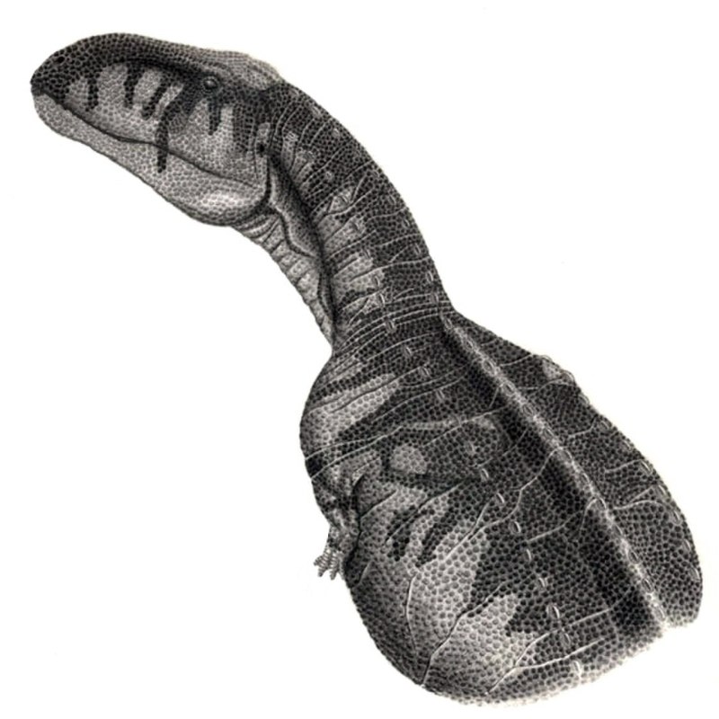 Abelisaurus comahuensis