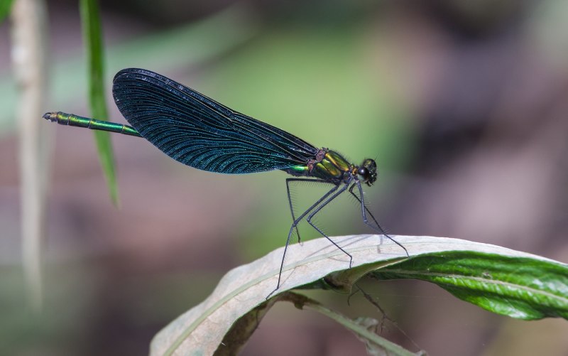Красотка японская – Calopteryx japonica