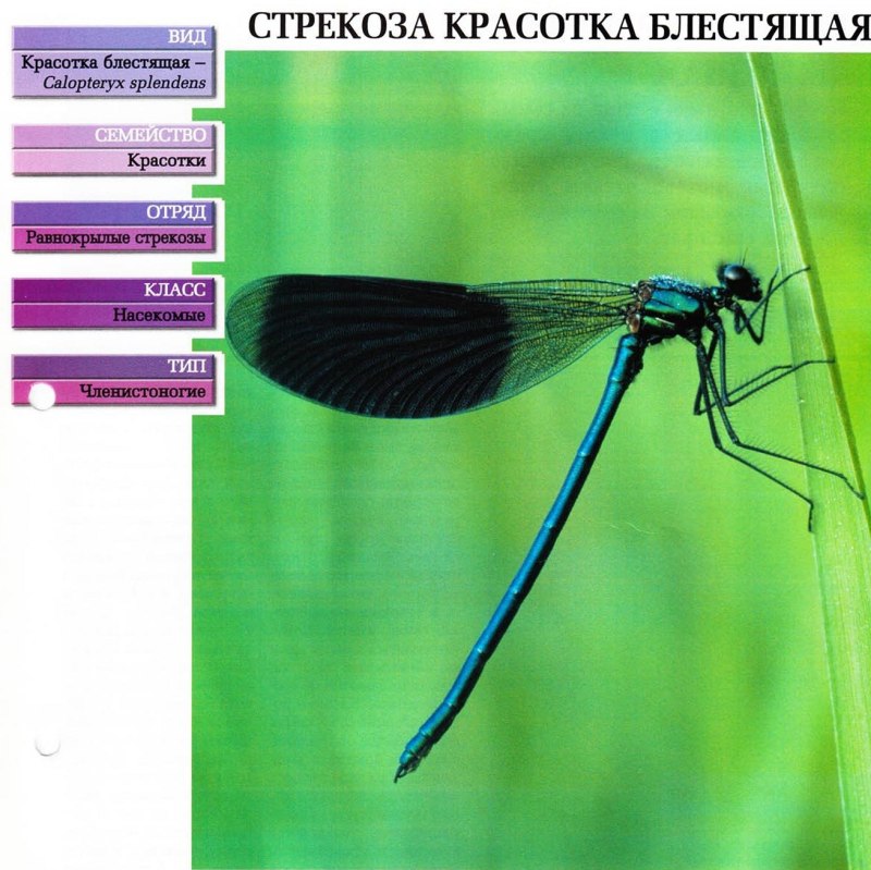 Calopteryx splendens систематика