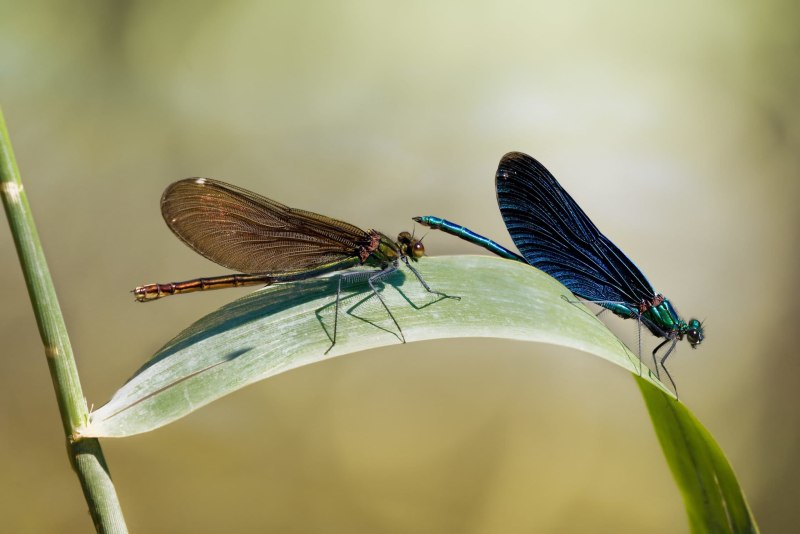 Стрекоза Calopteryx Virgo
