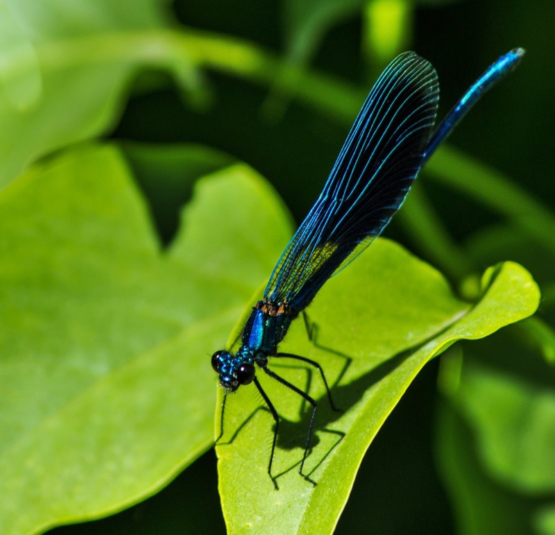 Стрекоза Calopteryx