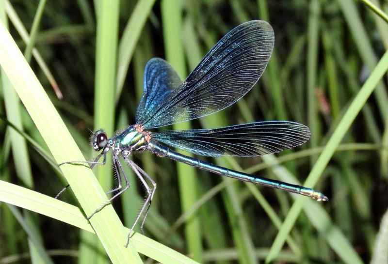 Calopteryx Virgo (красотка-девушка)
