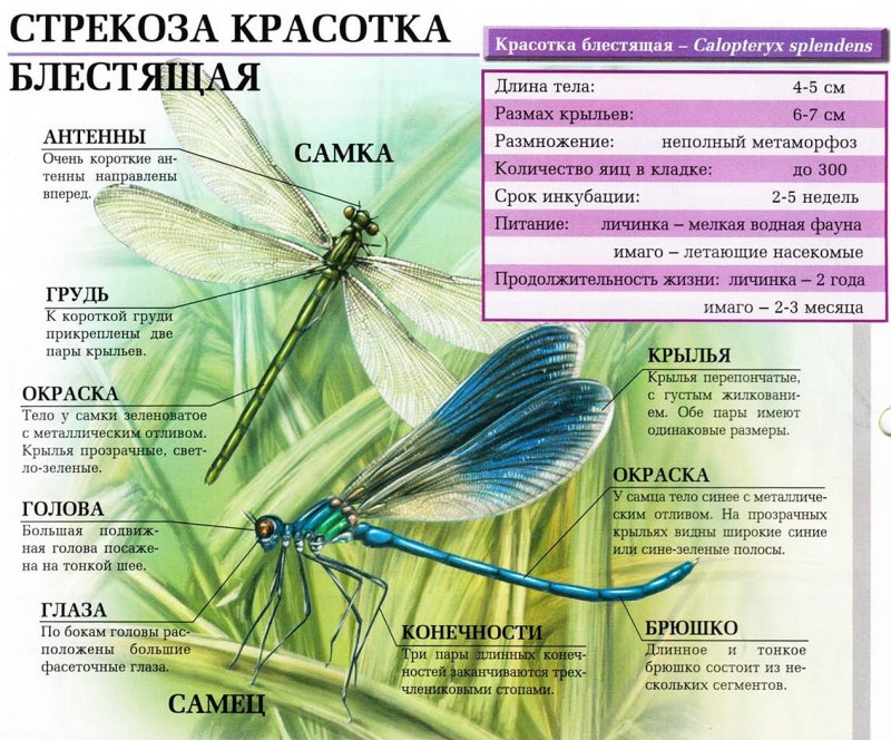 Строение Стрекозы
