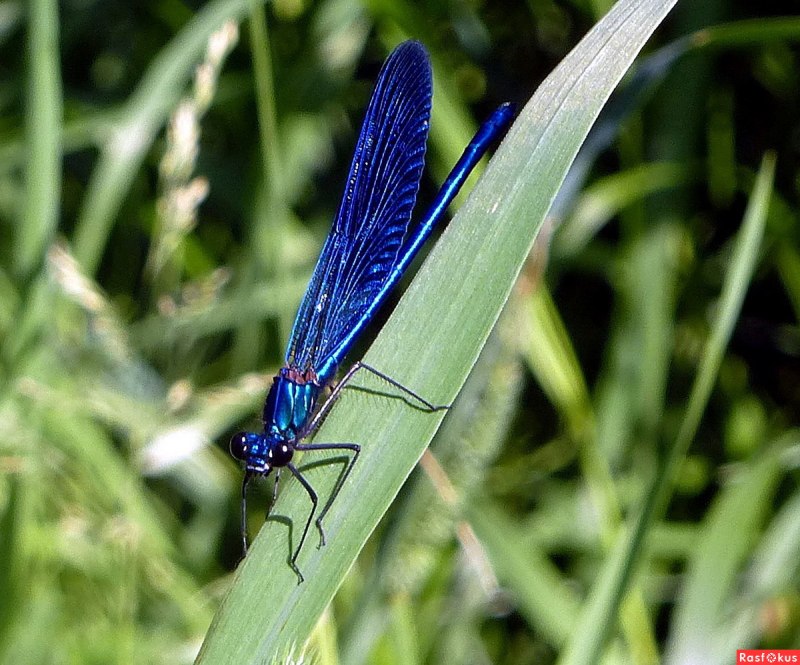 Стрекоза Calopteryx splendens