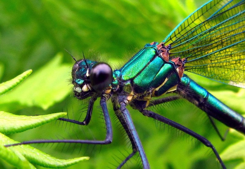Красотка блестящая (Calopteryx splendens)