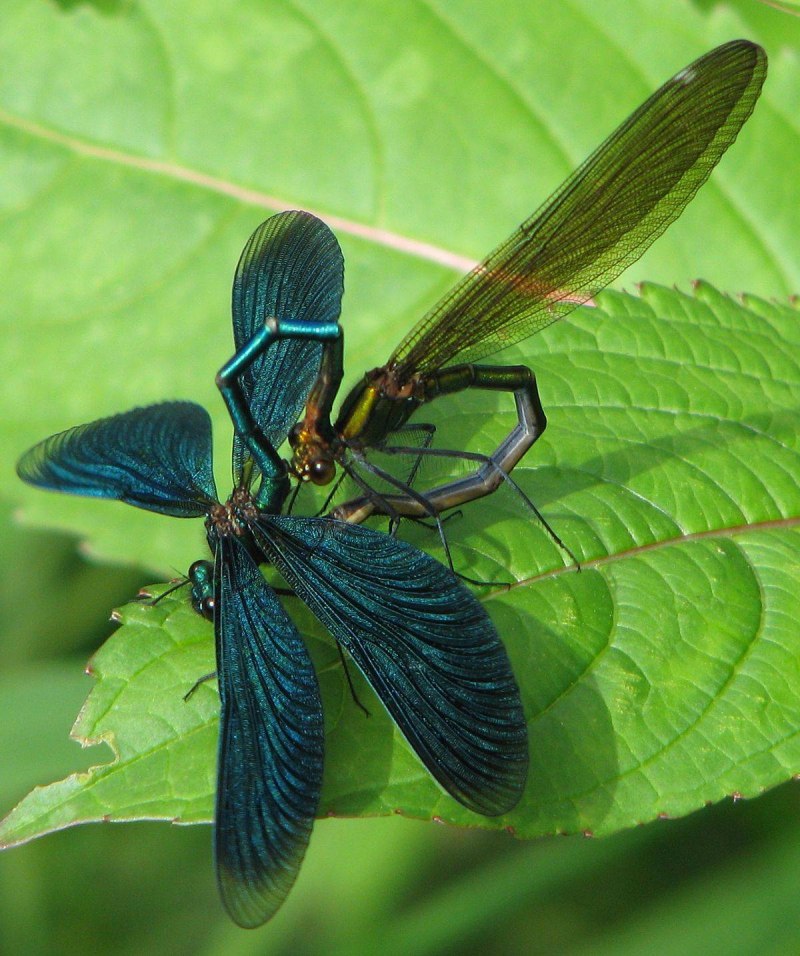 Стрекоза Calopteryx