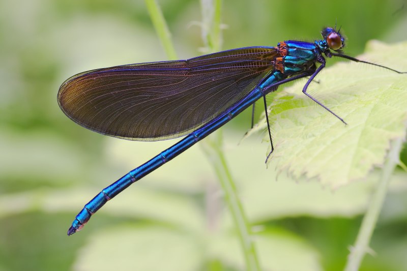 Стрекоза Calopteryx