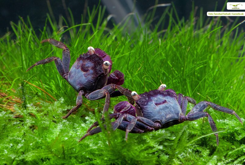 Крабы Geosesarma морфы