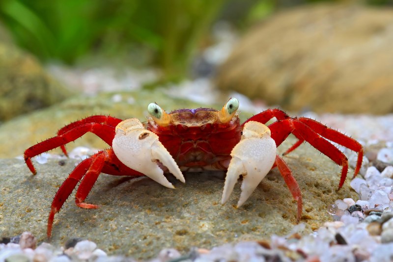 Geosesarma notophorum