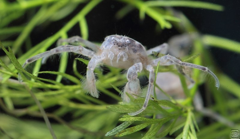 Limnopilos naiyanetri Micro Spider Crab