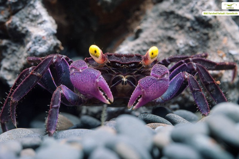 Geosesarma tiomanicum