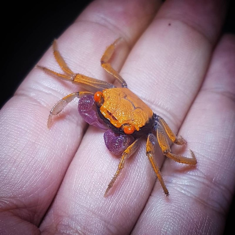 Geosesarma tiomanicum