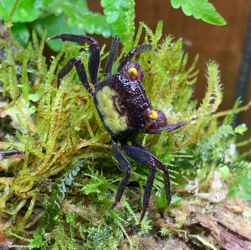 Geosesarma SP. “Blue Ghost”