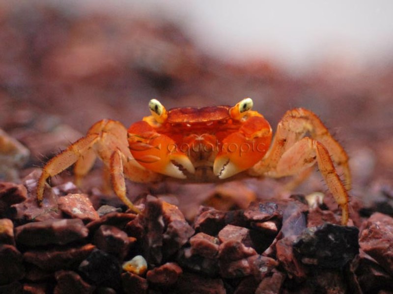 Metasesarma aubryi