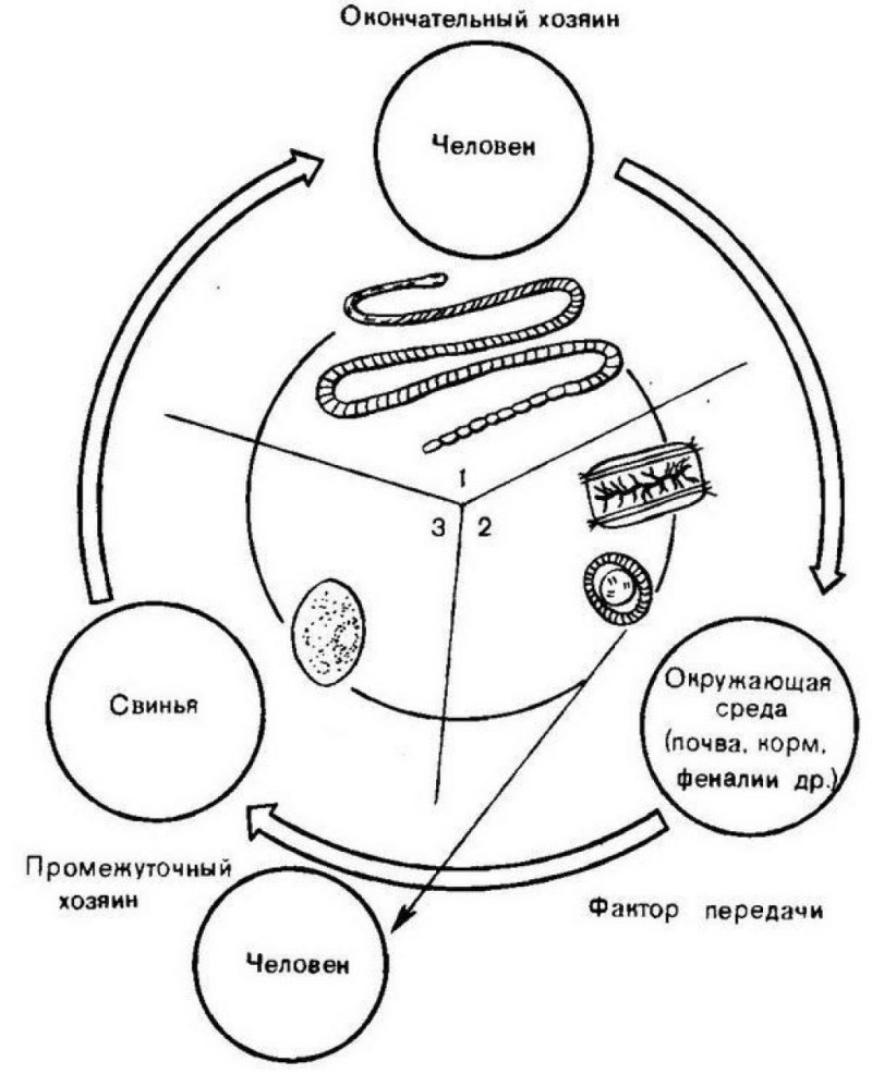 Карликовый цепень хозяева. Цикл развития карликового цепня схема. Карликовый цепень жизненный цикл схема. Жизненный цикл карликового цепня схема. Жизненный цикл свиного цепня паразитология.