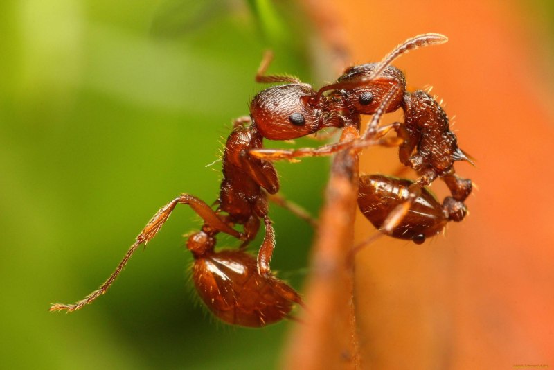 Огненные муравьи (Solenopsis Invicta)