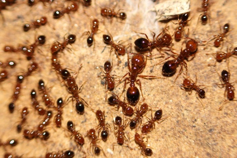 Красный Огненный муравей. Solenopsis Invicta