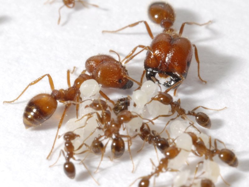 Solenopsis geminata