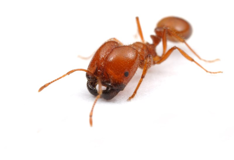 Огненные муравьи (Solenopsis Invicta)
