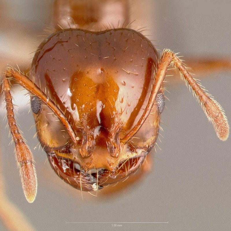 Огненные муравьи (Solenopsis Invicta)