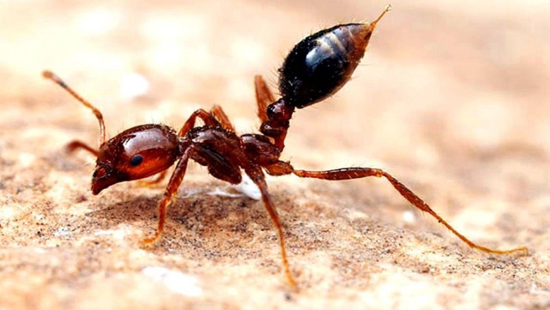 Огненные муравьи (Solenopsis Invicta)