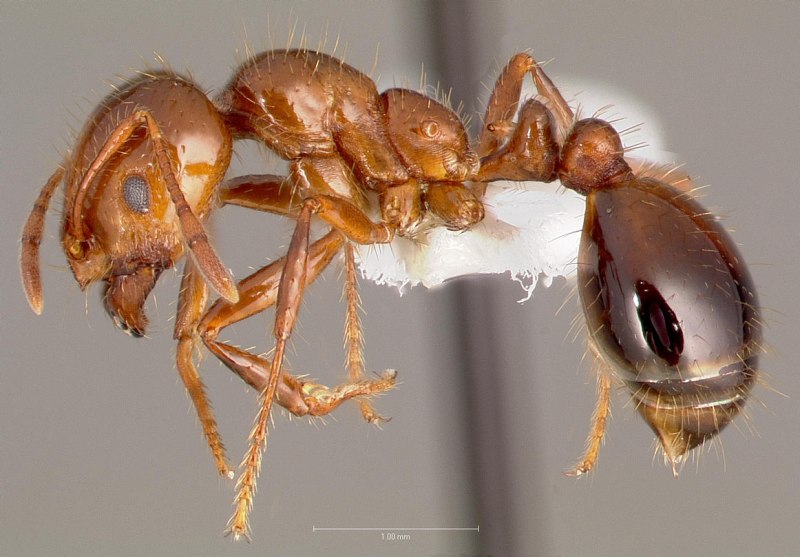 Муравьи Solenopsis Invicta