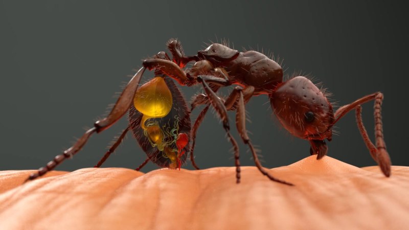 Красный Огненный муравей. Solenopsis Invicta