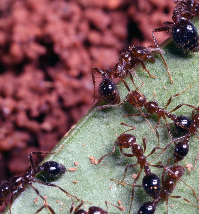 Муравьи Solenopsis Invicta