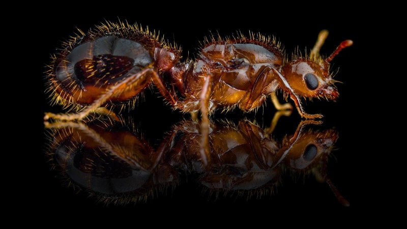 Муравьи Solenopsis Invicta