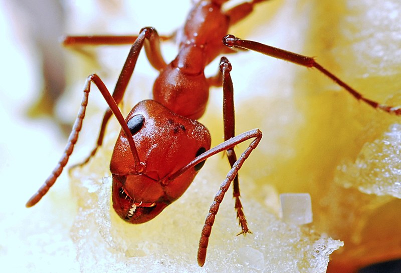 Red Ant (красный муравей) мушка