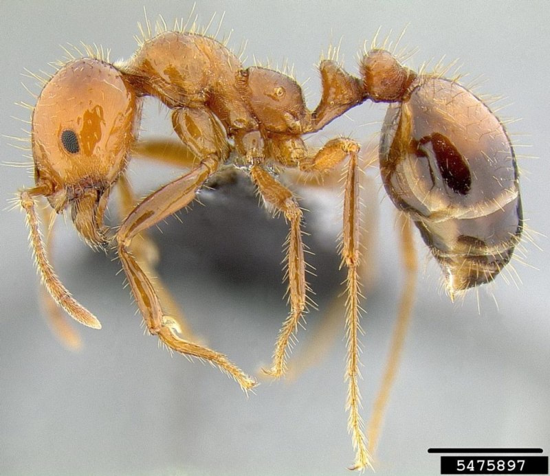 Solenopsis муравьи