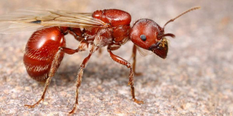Pogonomyrmex barbatus