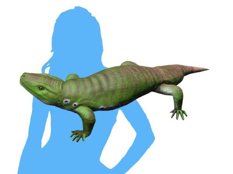 Seymouria Baylorensis
