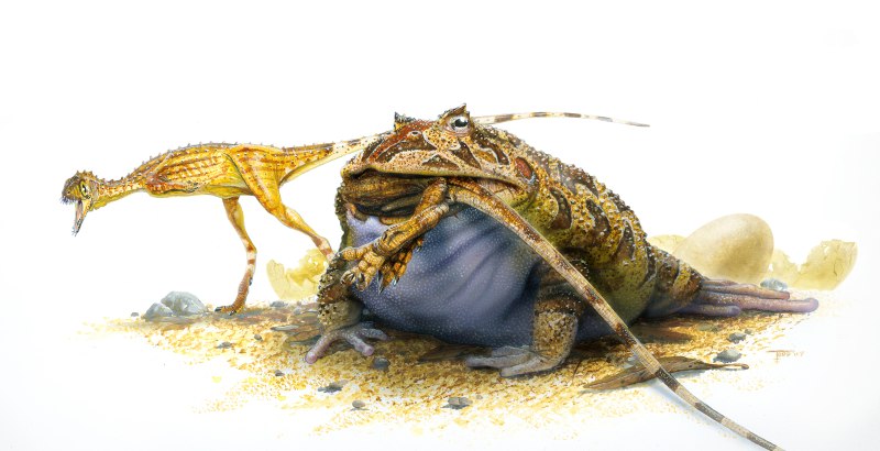 Beelzebufo Ampinga