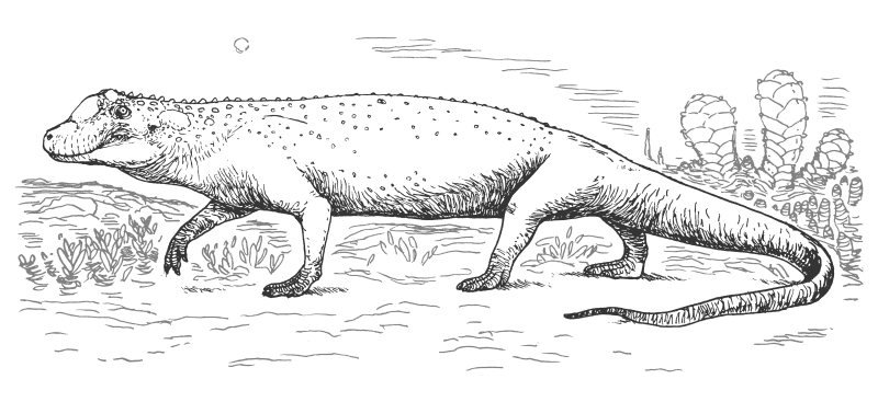 Lanthanosuchus watsoni