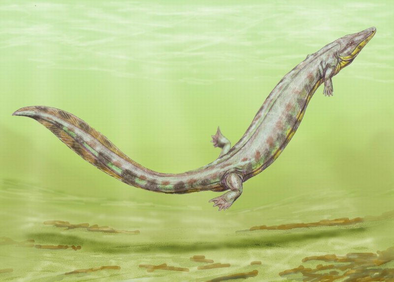 Anthracosaurus russelli