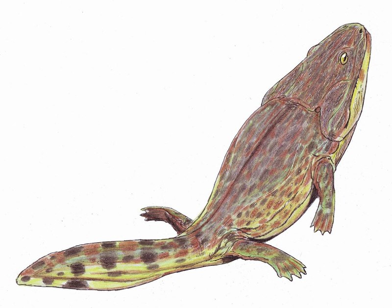 Metoposaurus algarvensis