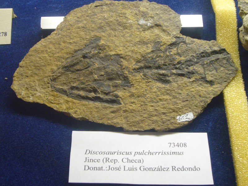 Discosauriscus austriacus