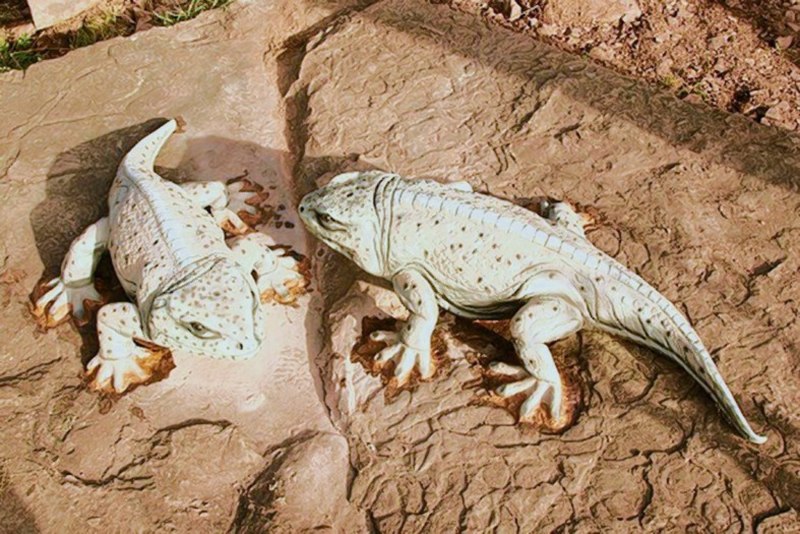 Seymouria sanjuanensis