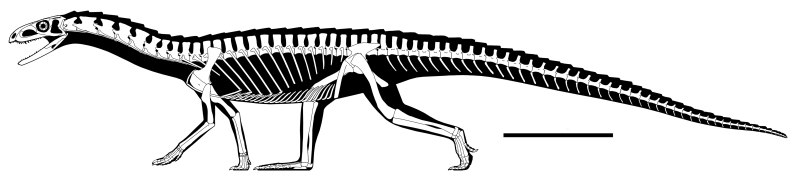 Teleocrater rhadinus
