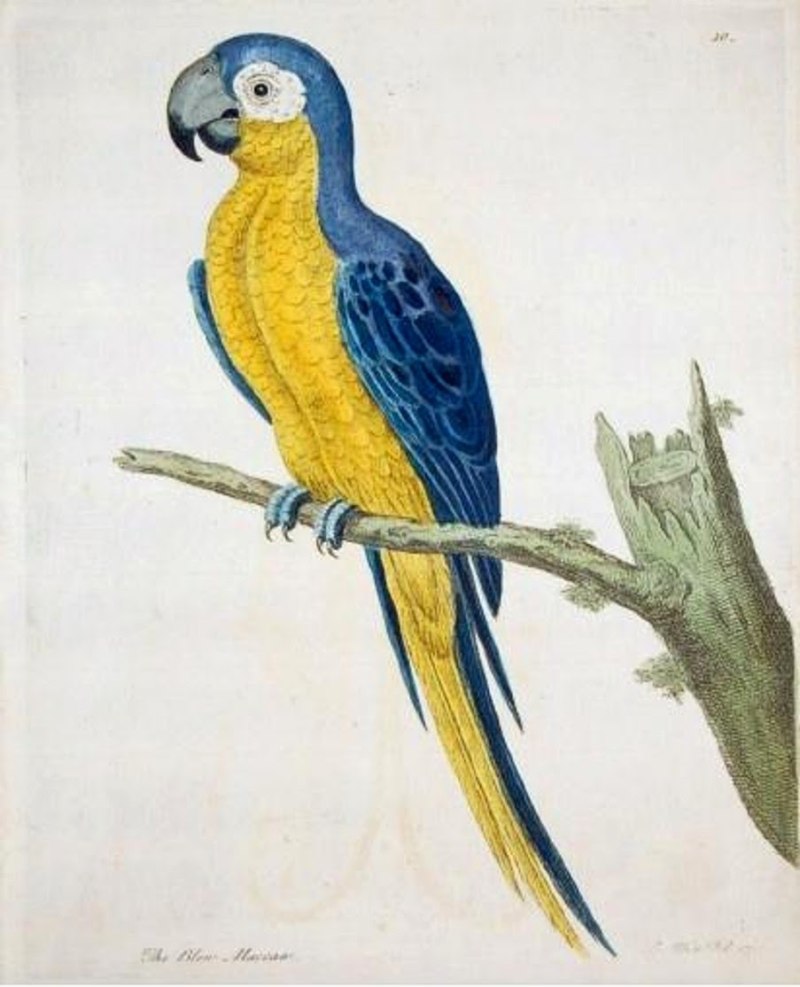 † Мартиникский ара (Ara Martinica)